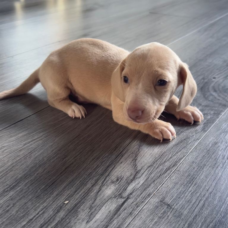 3 miniature dachshund puppies, £1000 for sale