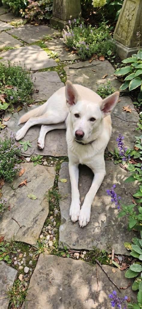 Daisy is a Calm, Easy-Going Companion