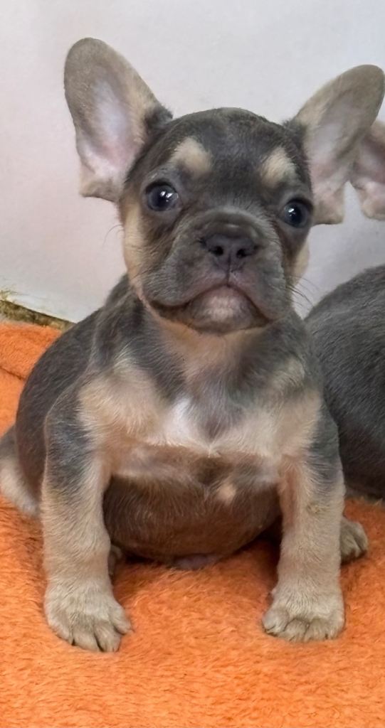 Lilac & tan french bulldog male
