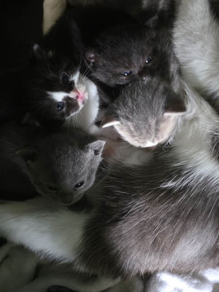Baby cats british short hair/some blue 