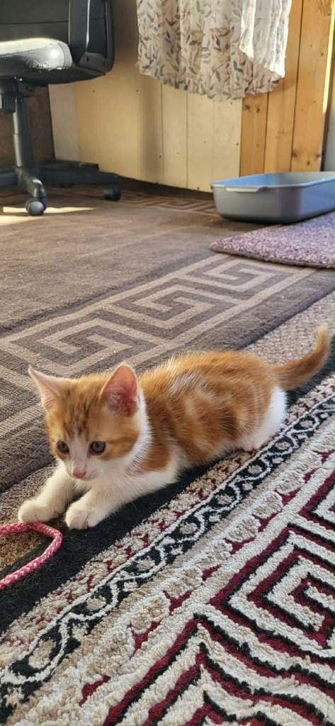 Kittens for safe