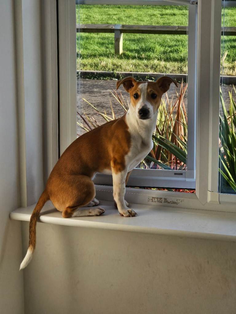 19 month old Jack Russell 
