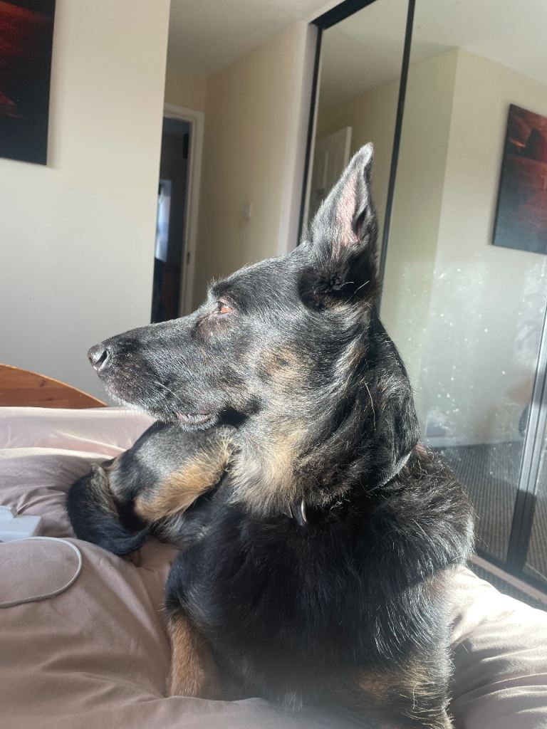 Belgian Malinois x German Shepherd  