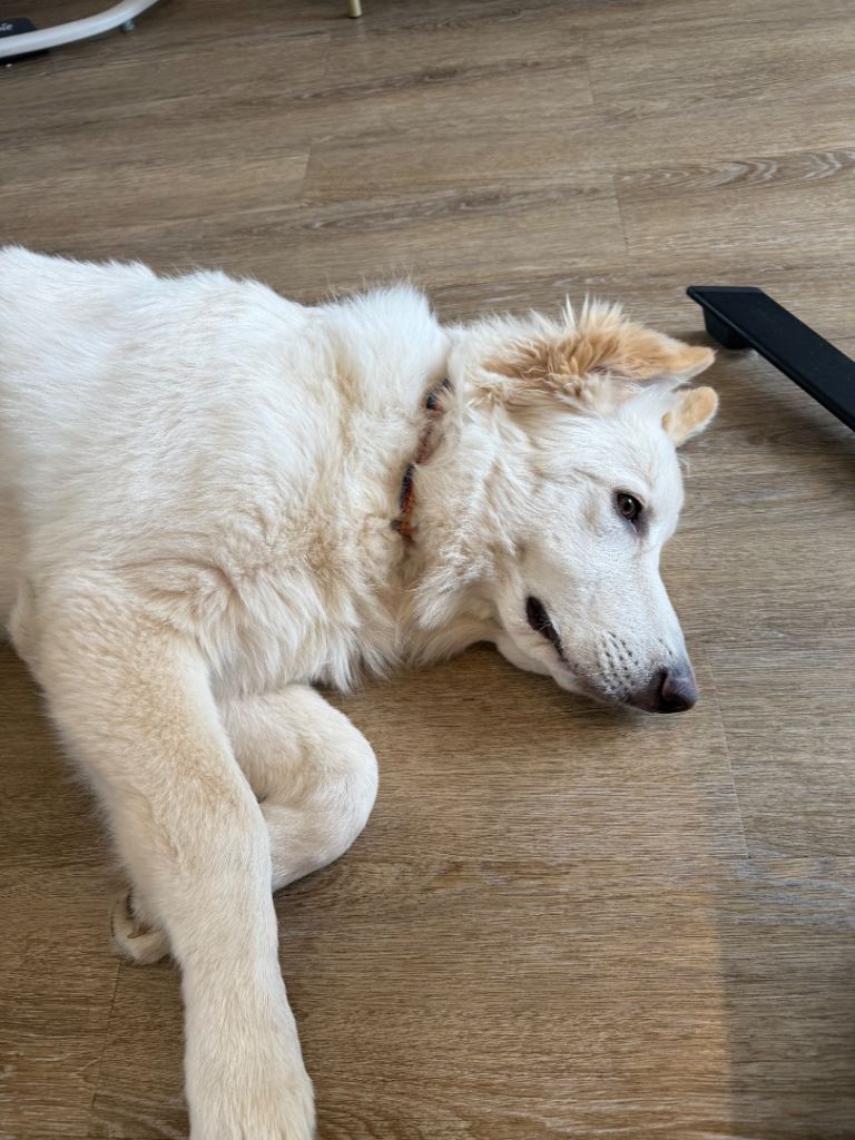German shepherd 