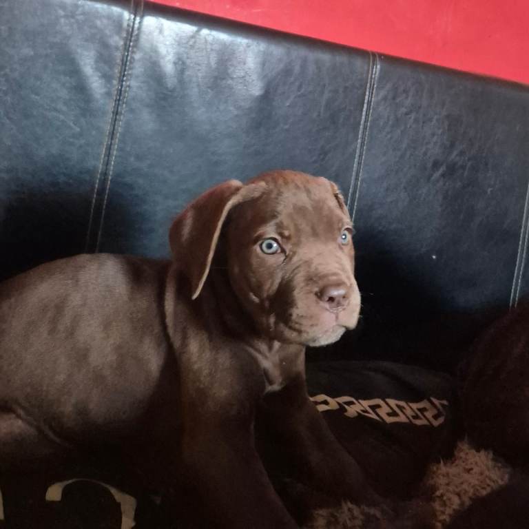 3 Cane corso puppies ready for new home