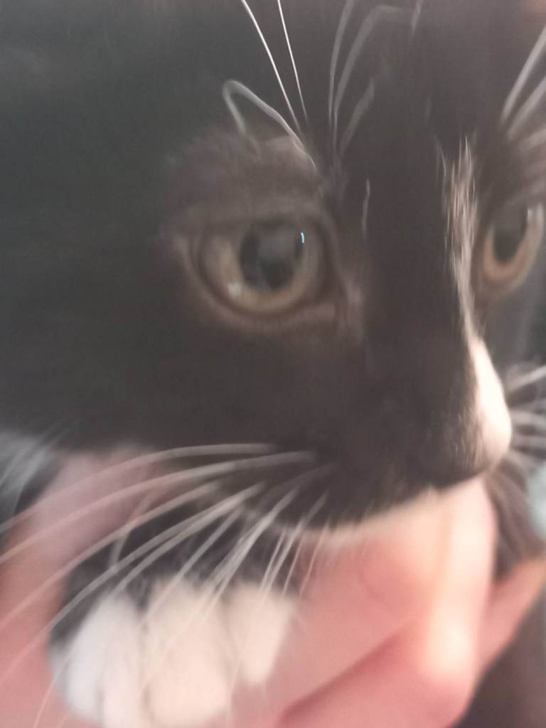  mix  kitten