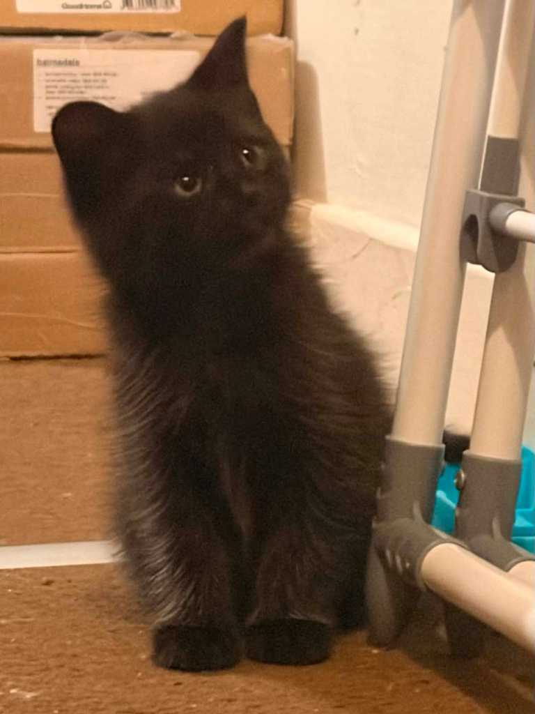 Kittens 