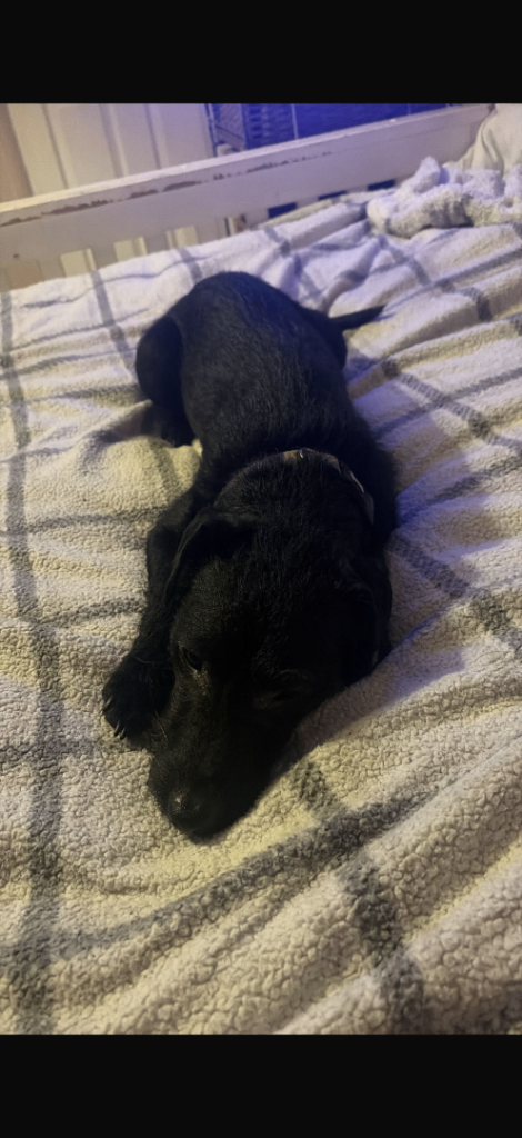 Patterdale cross jack Russell for sale