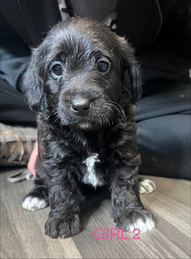 Gorgeous Jackapoo Girl for sale