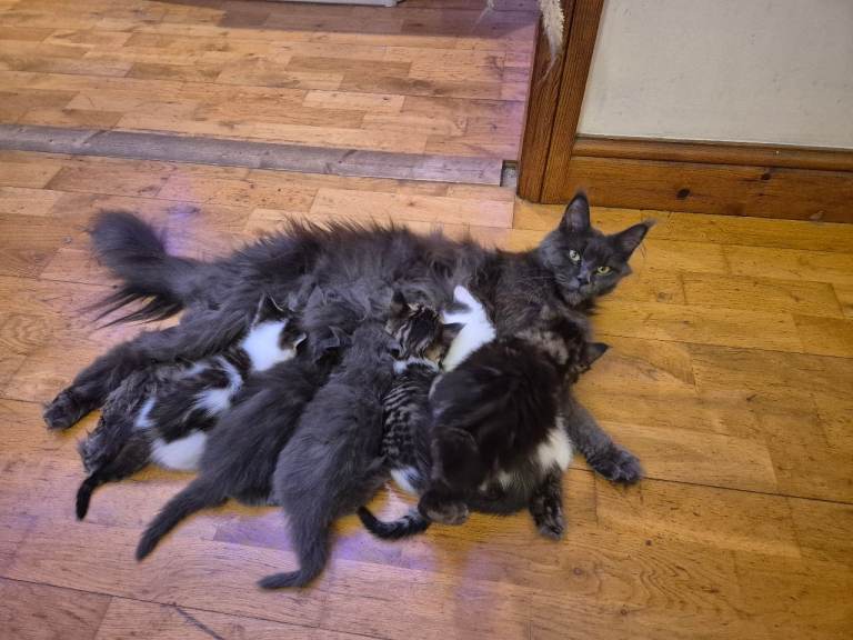 Half maine coon kittens 