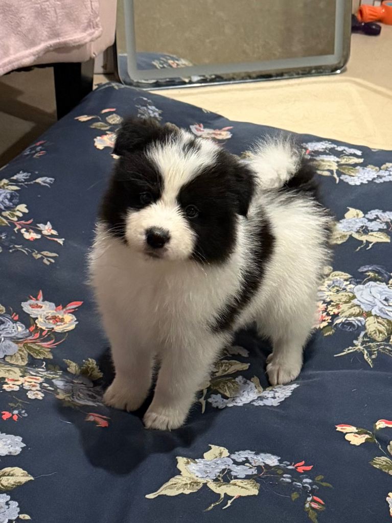 Samoyed x husky (3left)