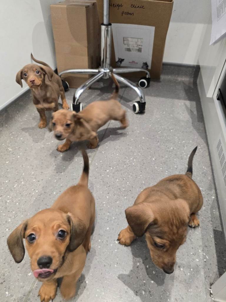 Dachshund puppies