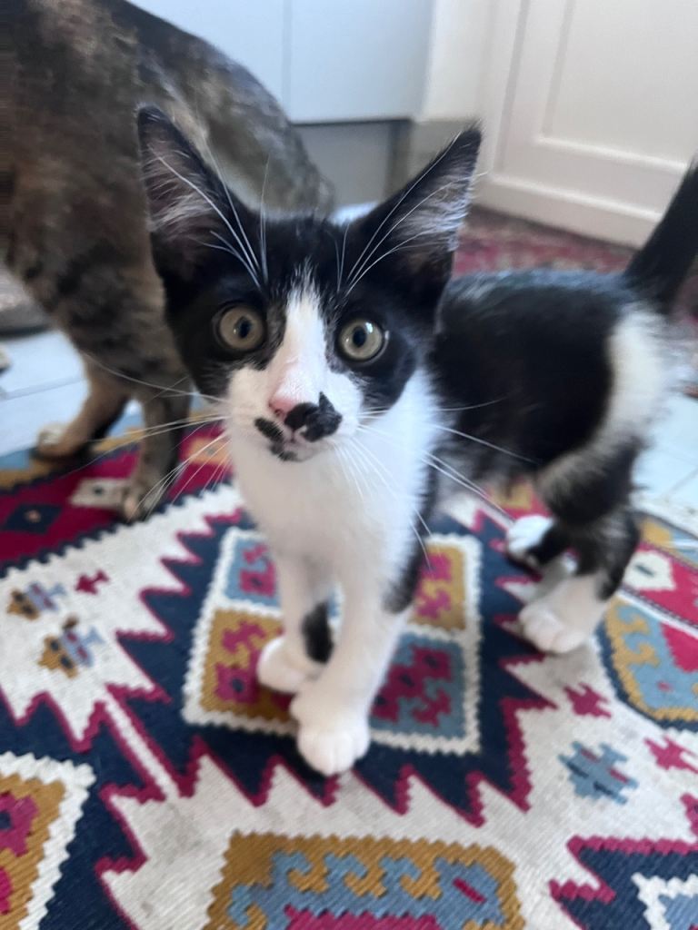 10 week old boy kitten.