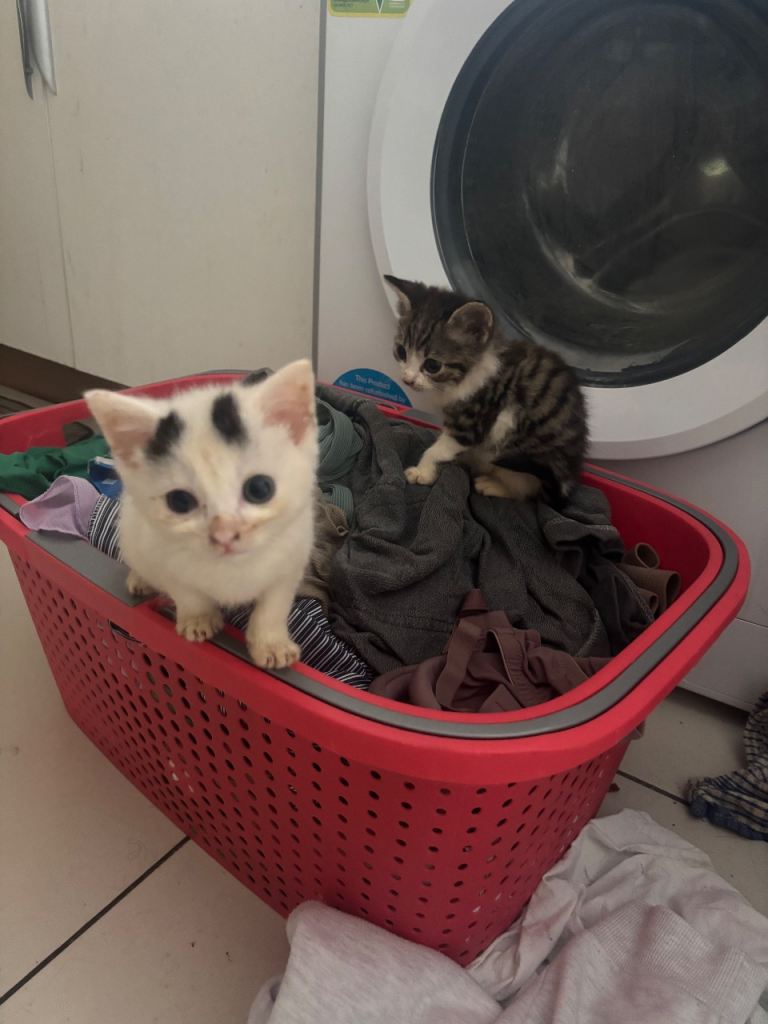 BEAUTIFUL HEALTHY KITTENS FOR SALE - £100 EACH