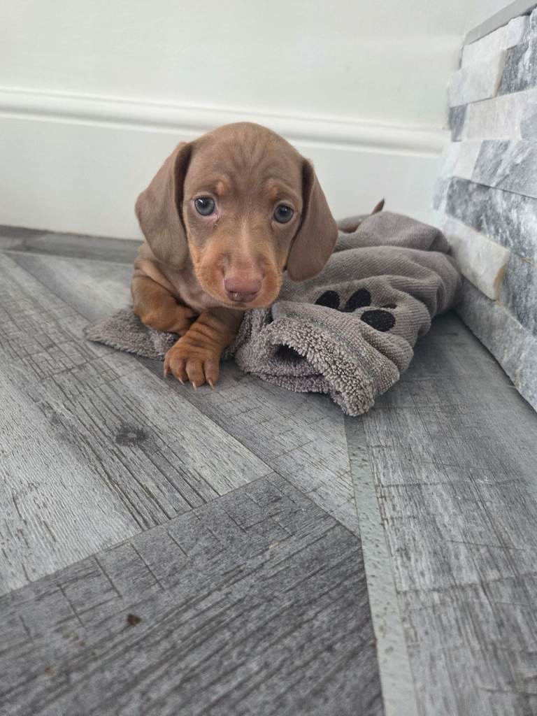 Looking for Forever Home