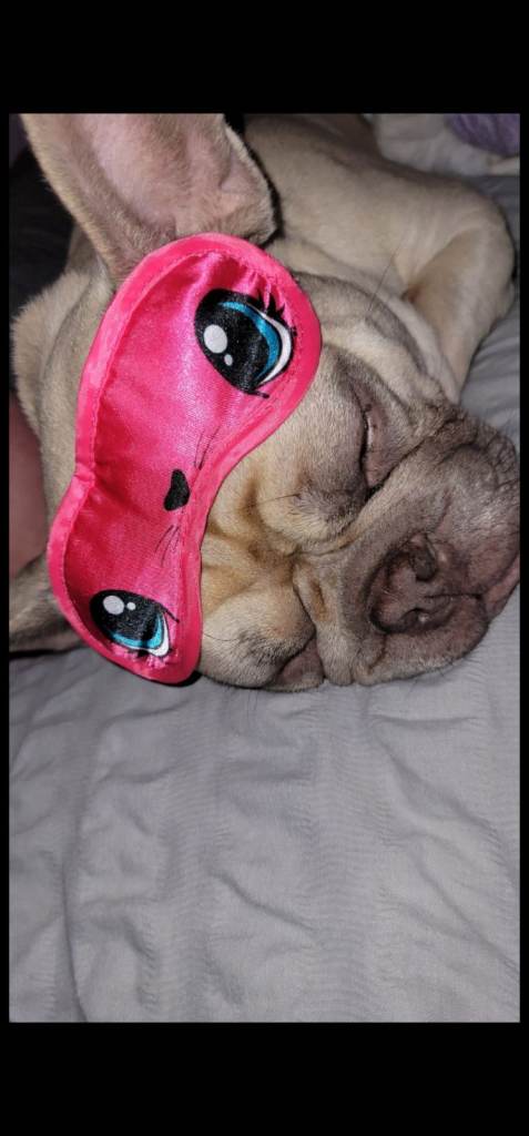 5 year old french bulldog