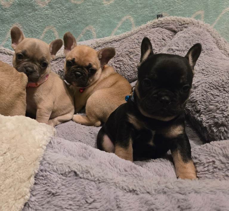 French bulldog puppies 