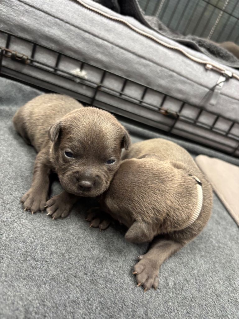 * 2 Weeks Old* Pure Blue Staffordshire Bull Terrier Puppies 