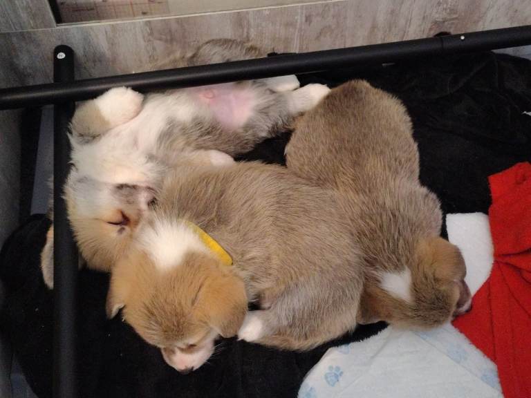 Beautiful KC registered Corgi Pups