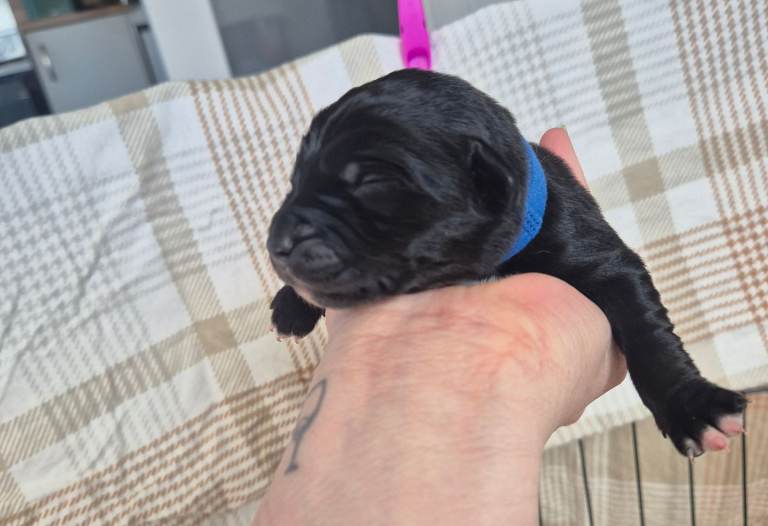 Sprollie X labrador puppies for sale