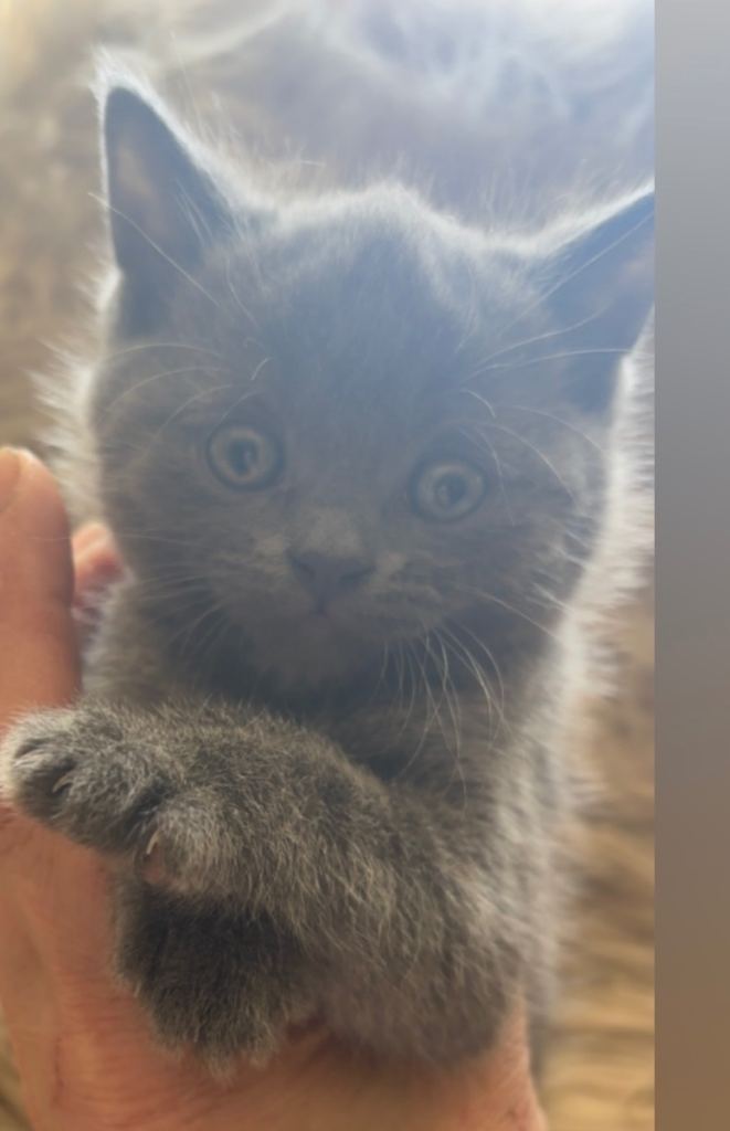 Kitten 