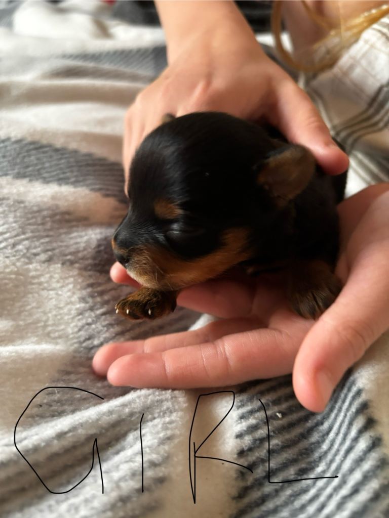 Gorgeous Yorkshire terriers (choco and gold dust)