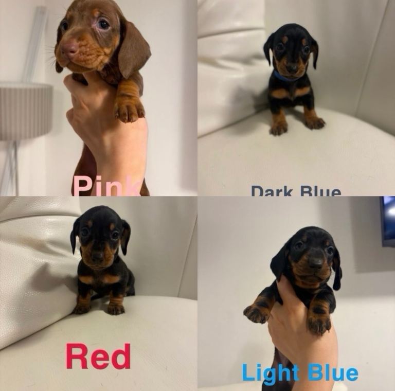 KC standard dachshund puppies 