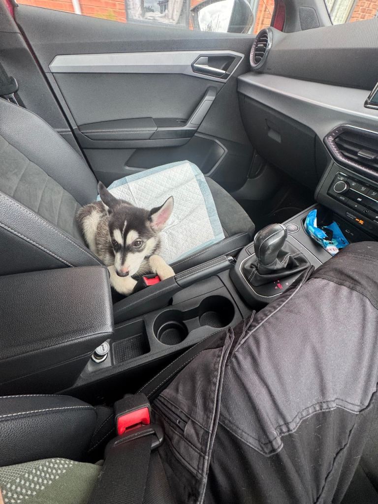 17 week old Siberian Husky Koba
