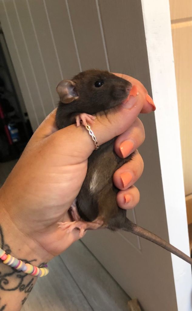 Baby dumbo rats