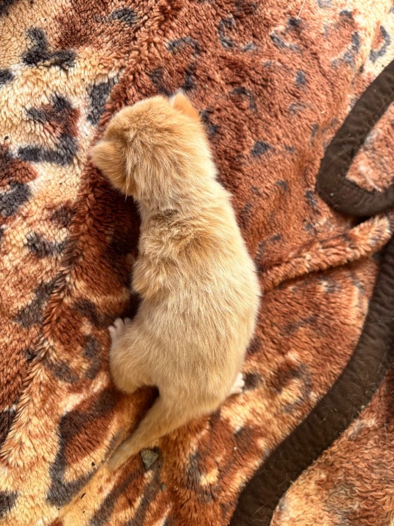 Mixed breed kitten male