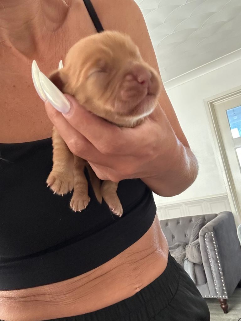 Cocker spaniel puppies 