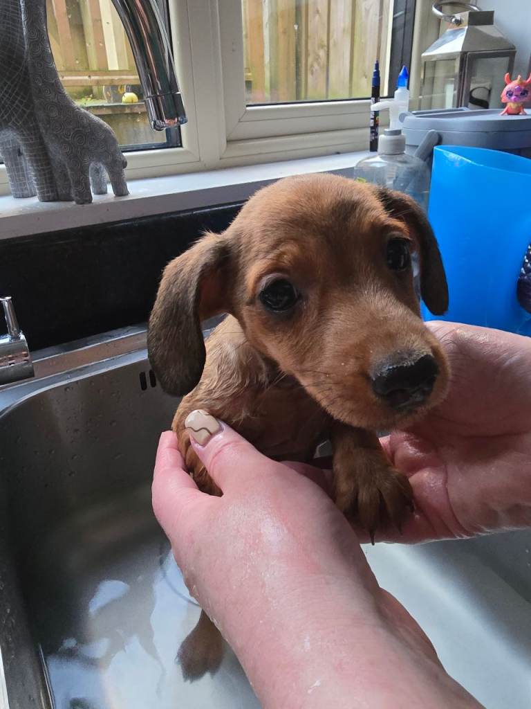 Dachshund puppies