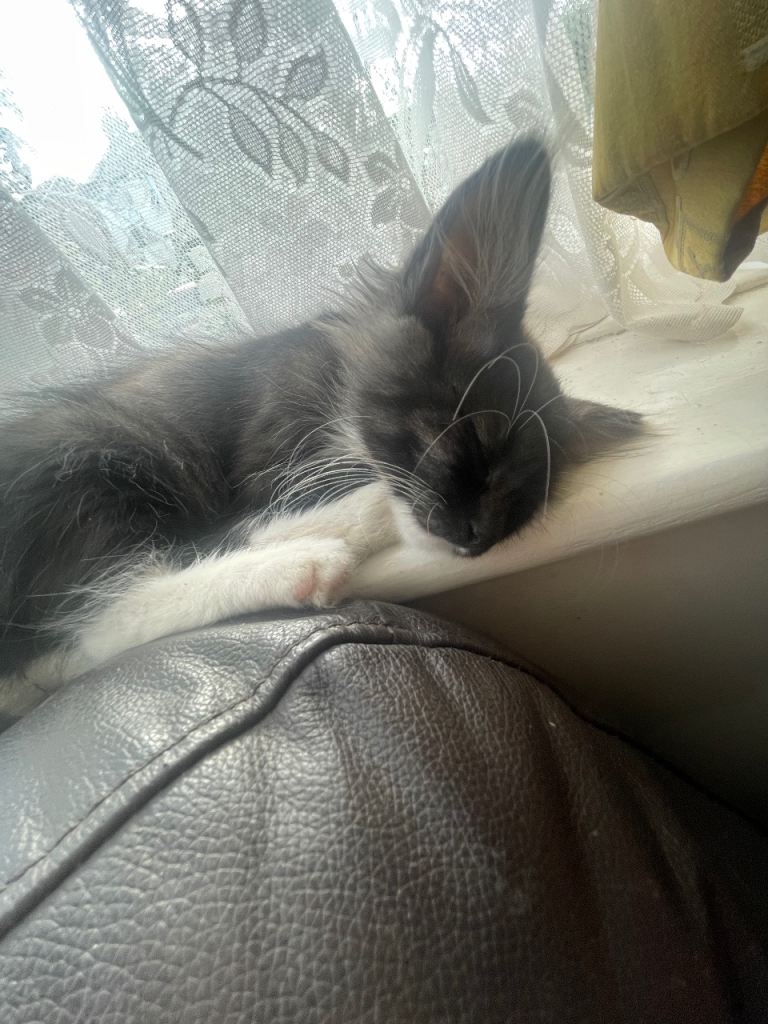 2 kittens looking for a loving home