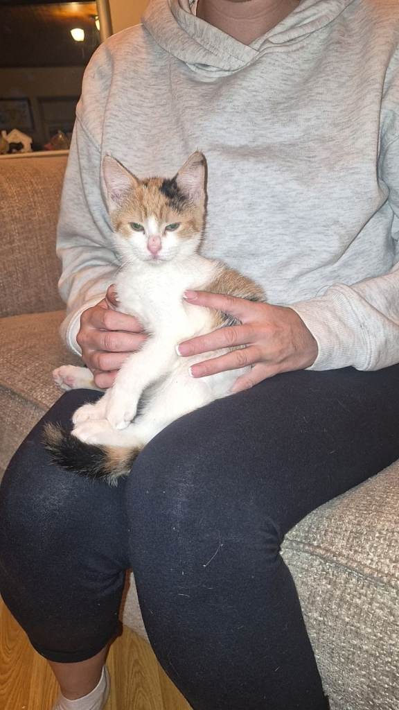 Kittens