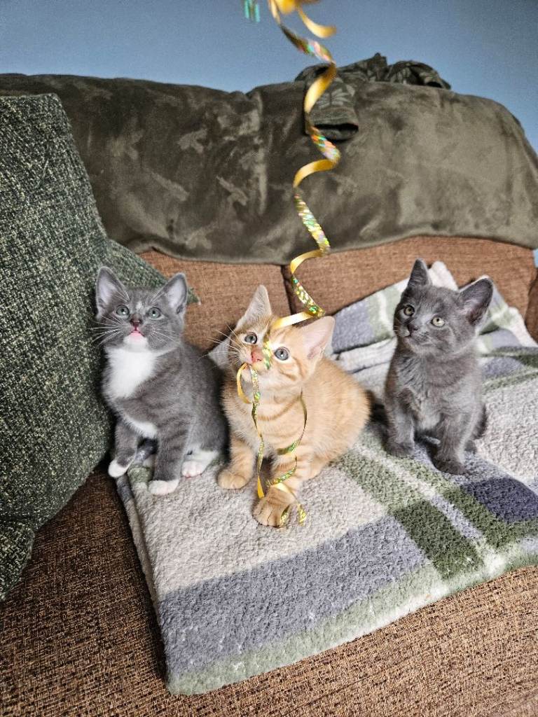 3 gorgeous boys