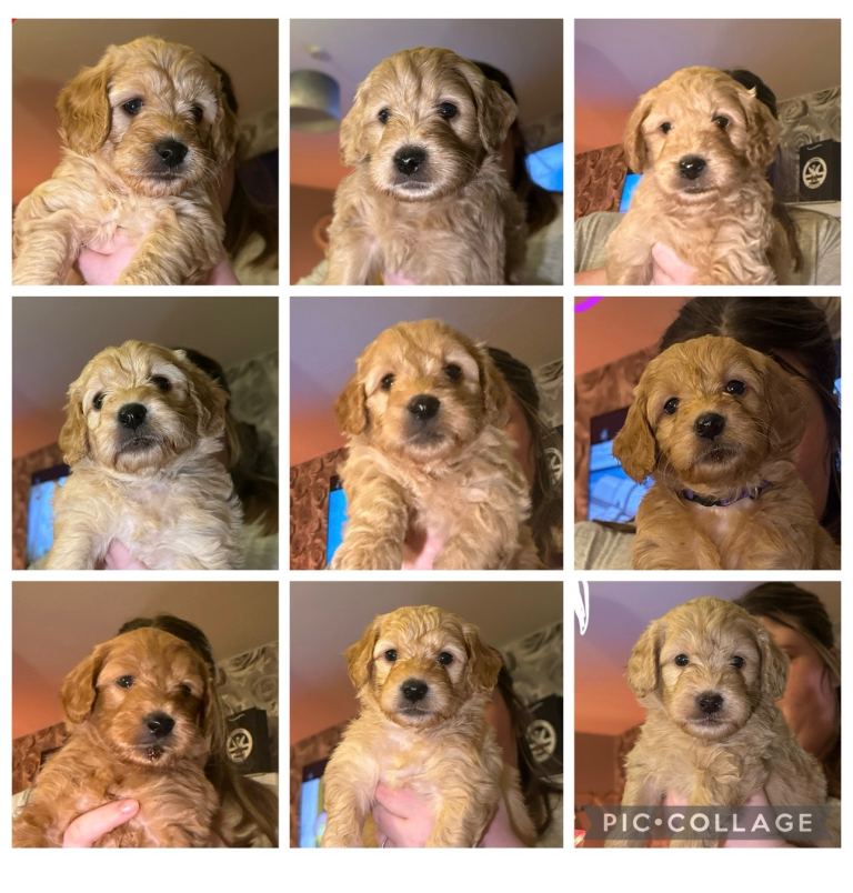 F1 miniature golden doodles 