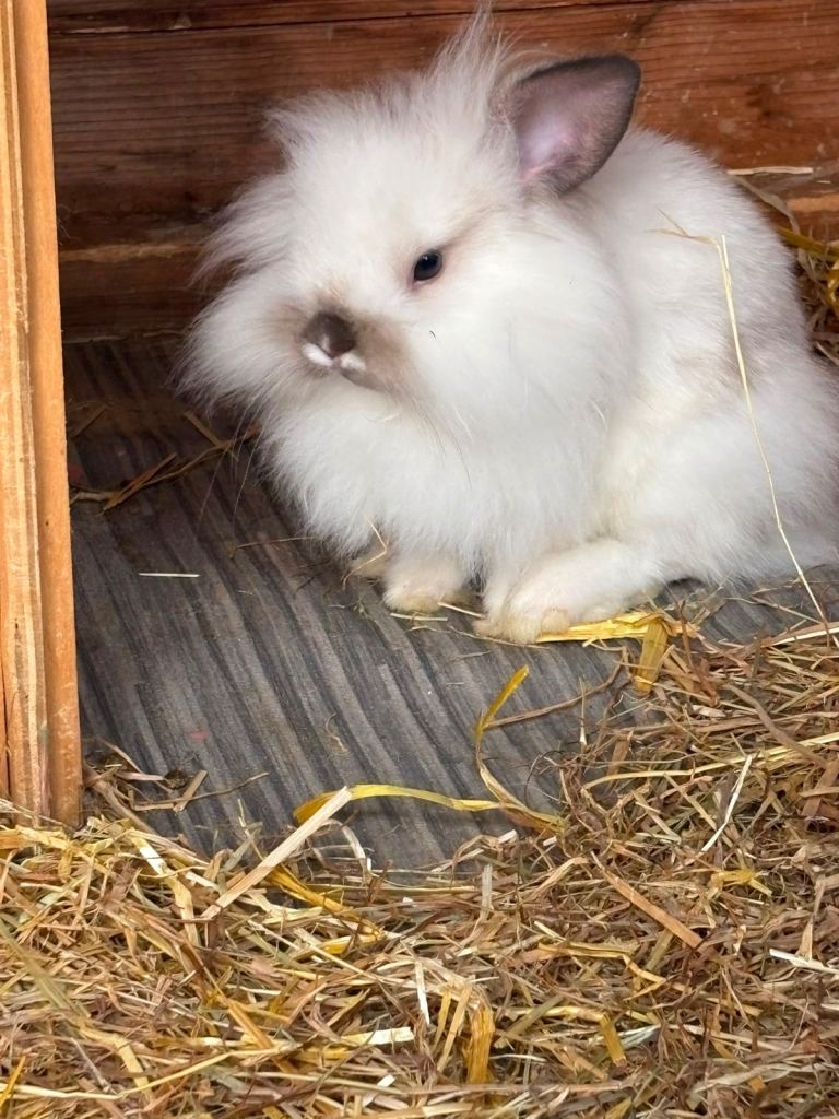 Beautiful Lion lop bunnies 