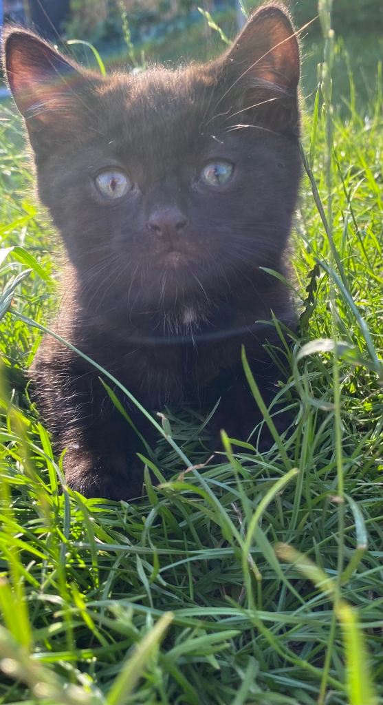 Kittens