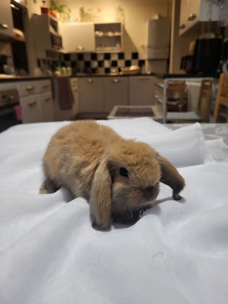 Beautiful Mini lop looking good a home .