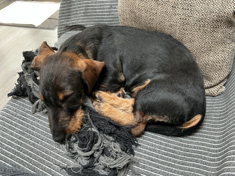  Standard Wirehaired Dachshund Puppy For Sale
