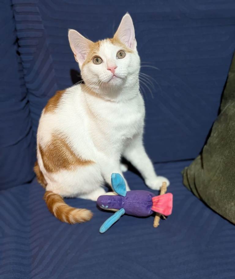 🐱Adorable male kitten looking for his FOREVER HOME 💙