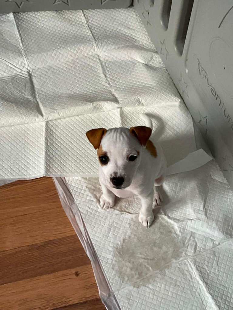 Jack russell x chihuahua puppies for sale 