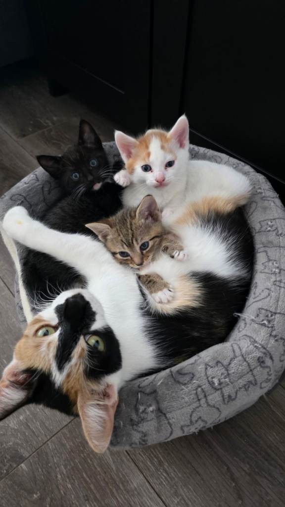 Kittens for sale. 