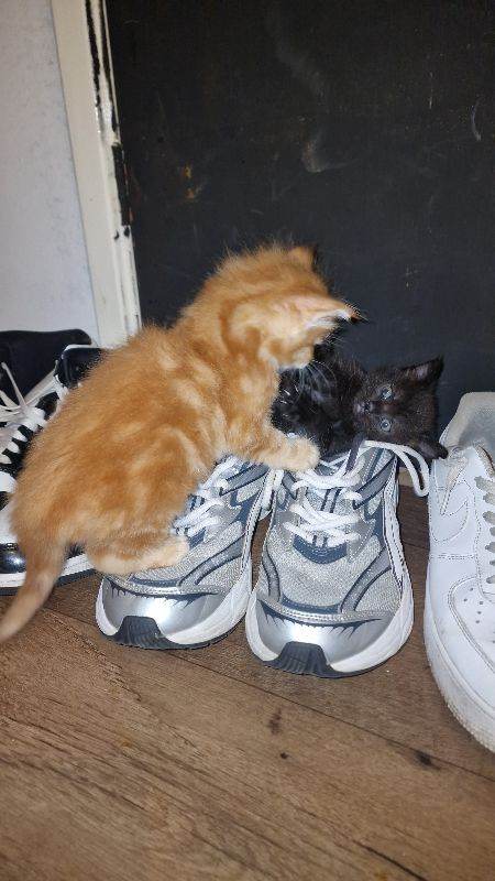 Kittens 