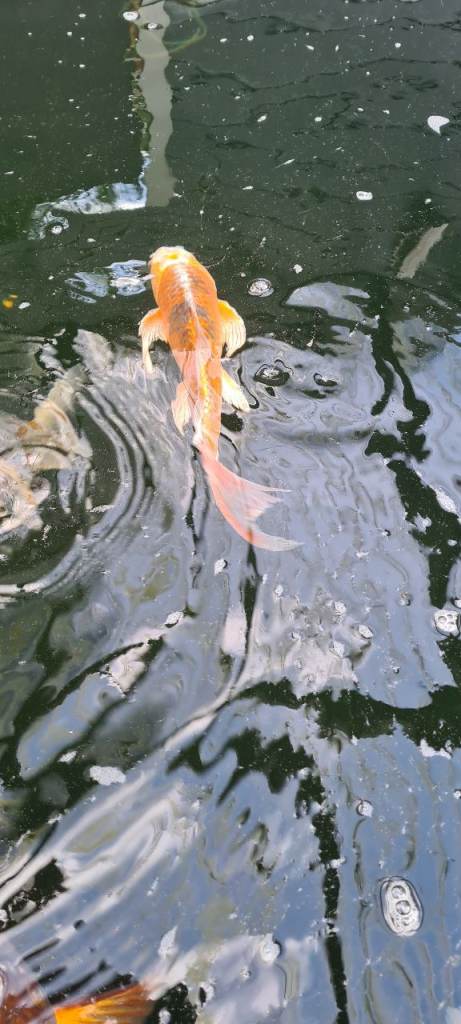 Koi carp 