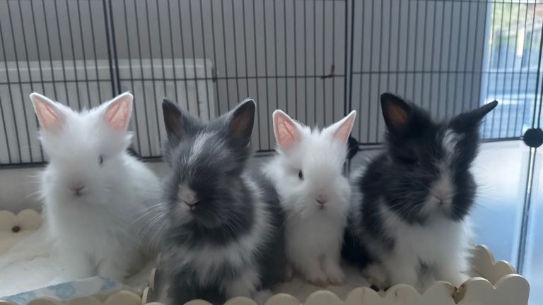 3 Pure bred double mane lionheads ready to leave now