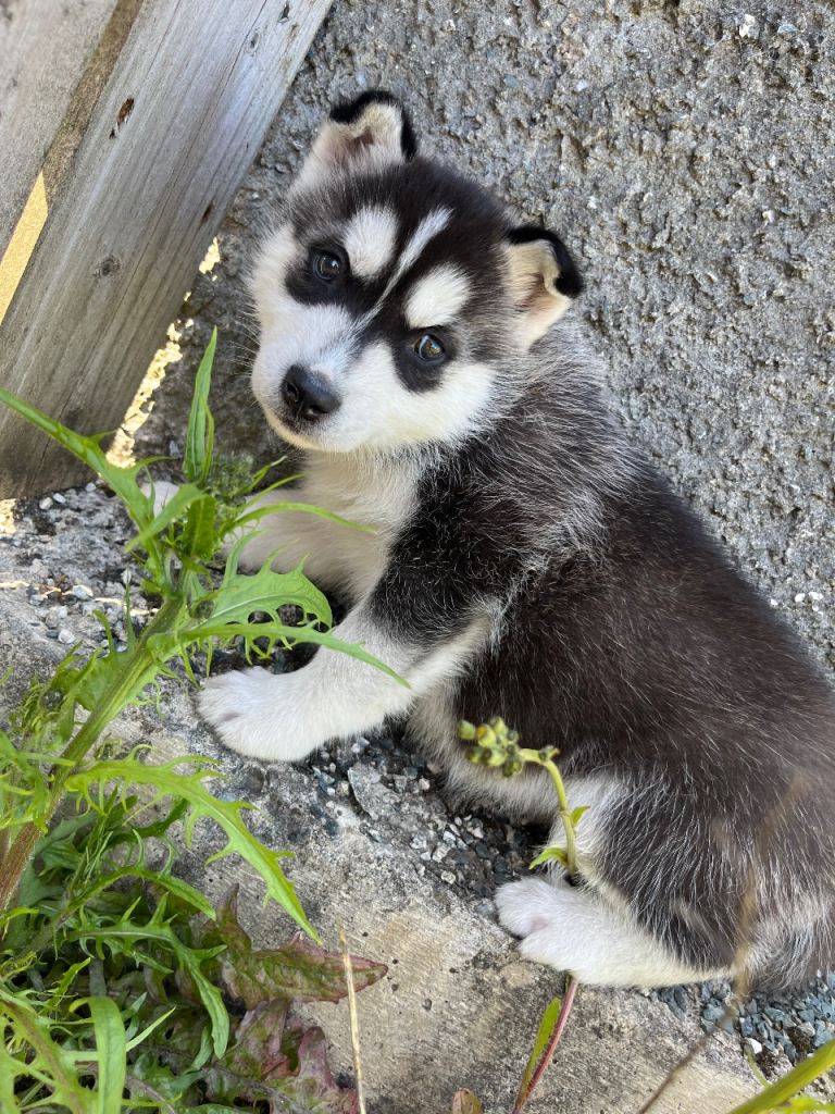 Pups