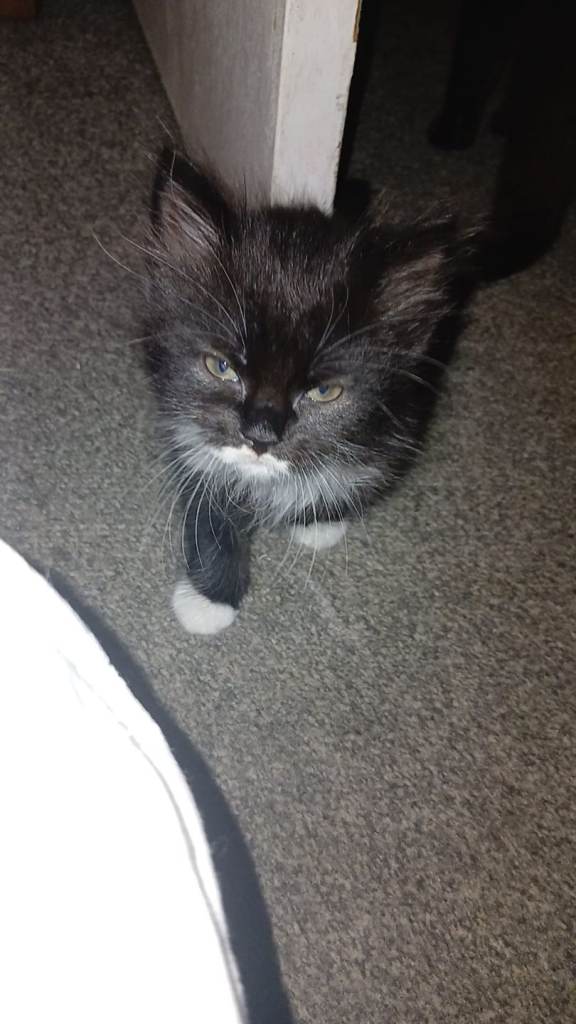 10 kittens for sale 