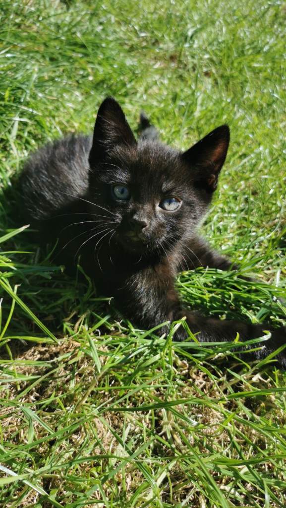 Kitten 8 weeks old