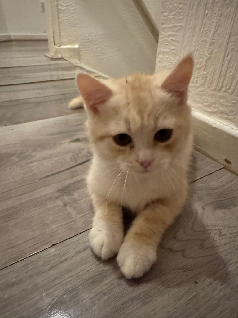 Half-Persian Creamy Kitten